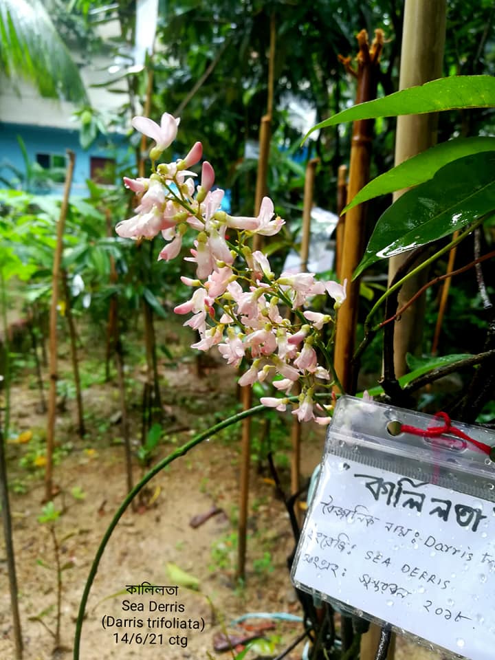 Alwan Honey Sundarban