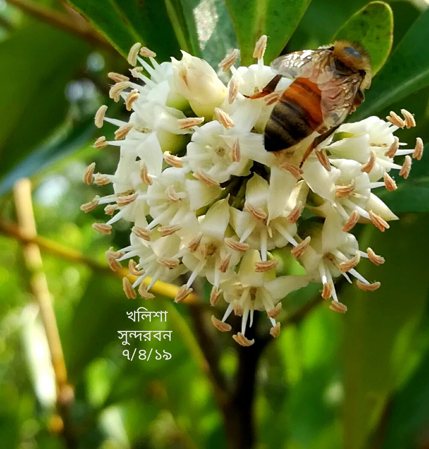 Khalisha Flower Sundarban Alwan Honey